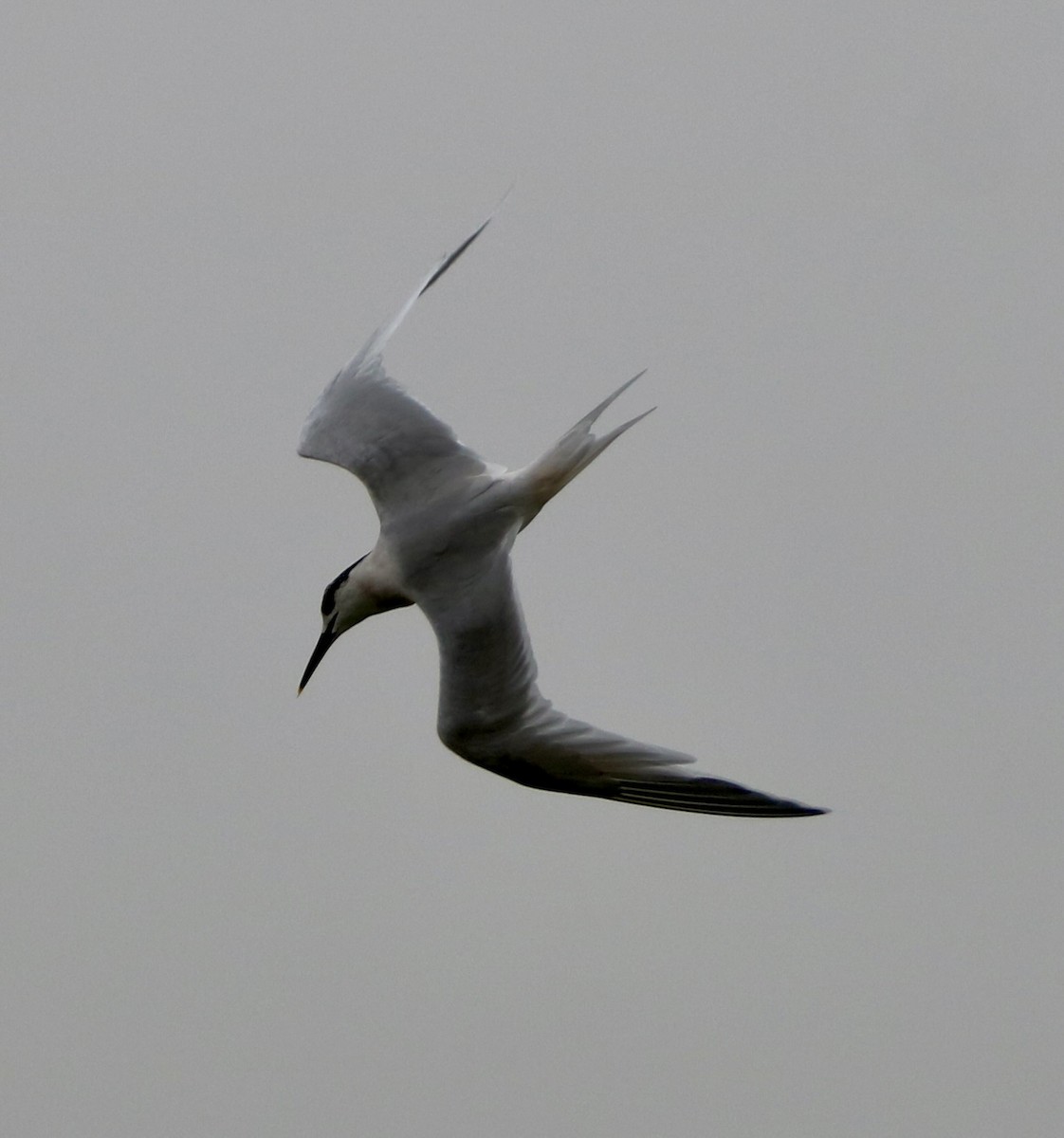 Sandwich Tern - ML534880011