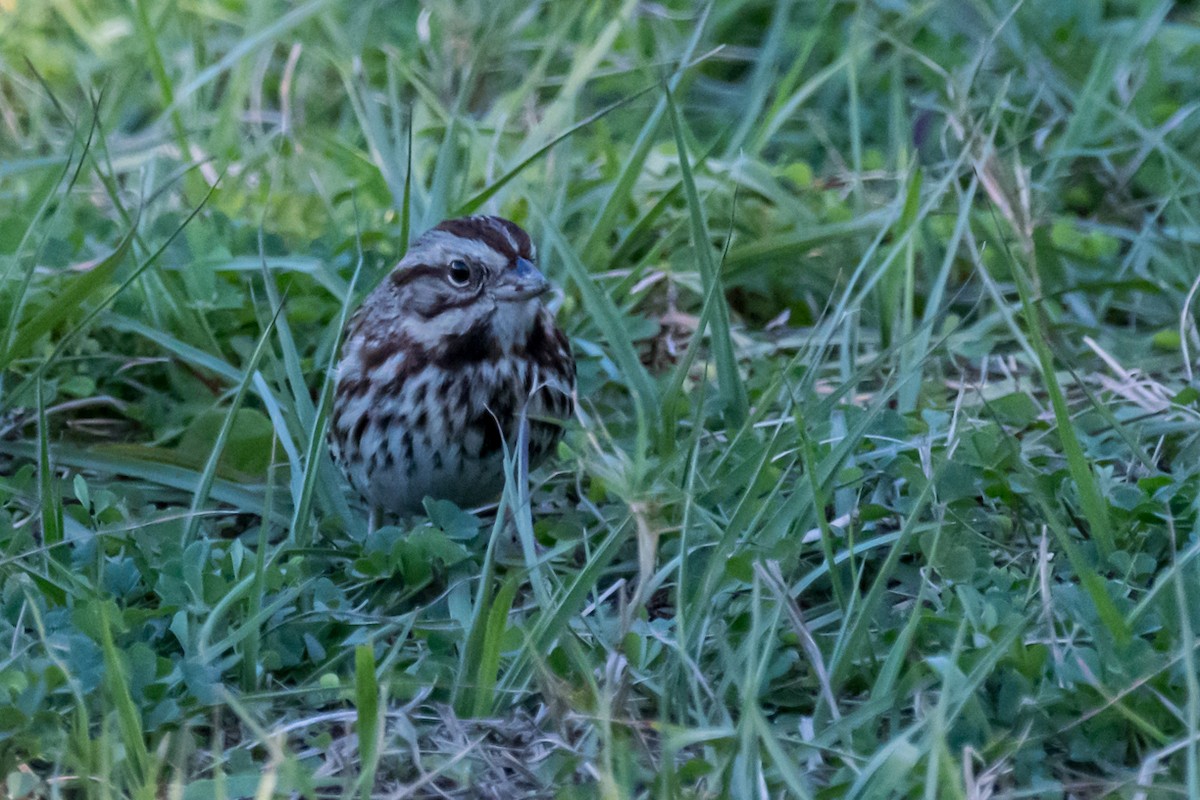 Song Sparrow - ML534880161