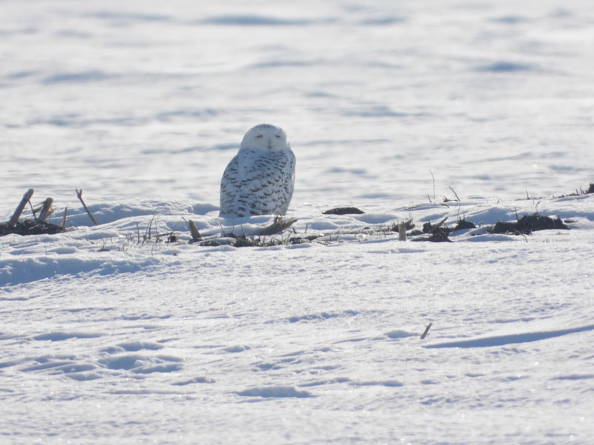 Snowy Owl - ML534880381