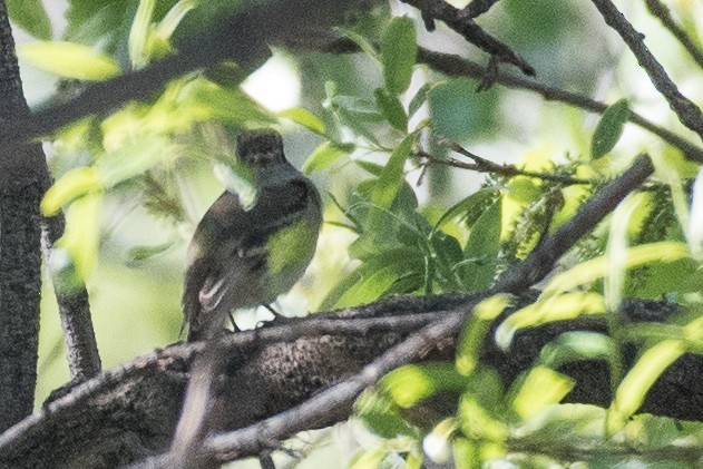 Dusky Flycatcher - ML53488181