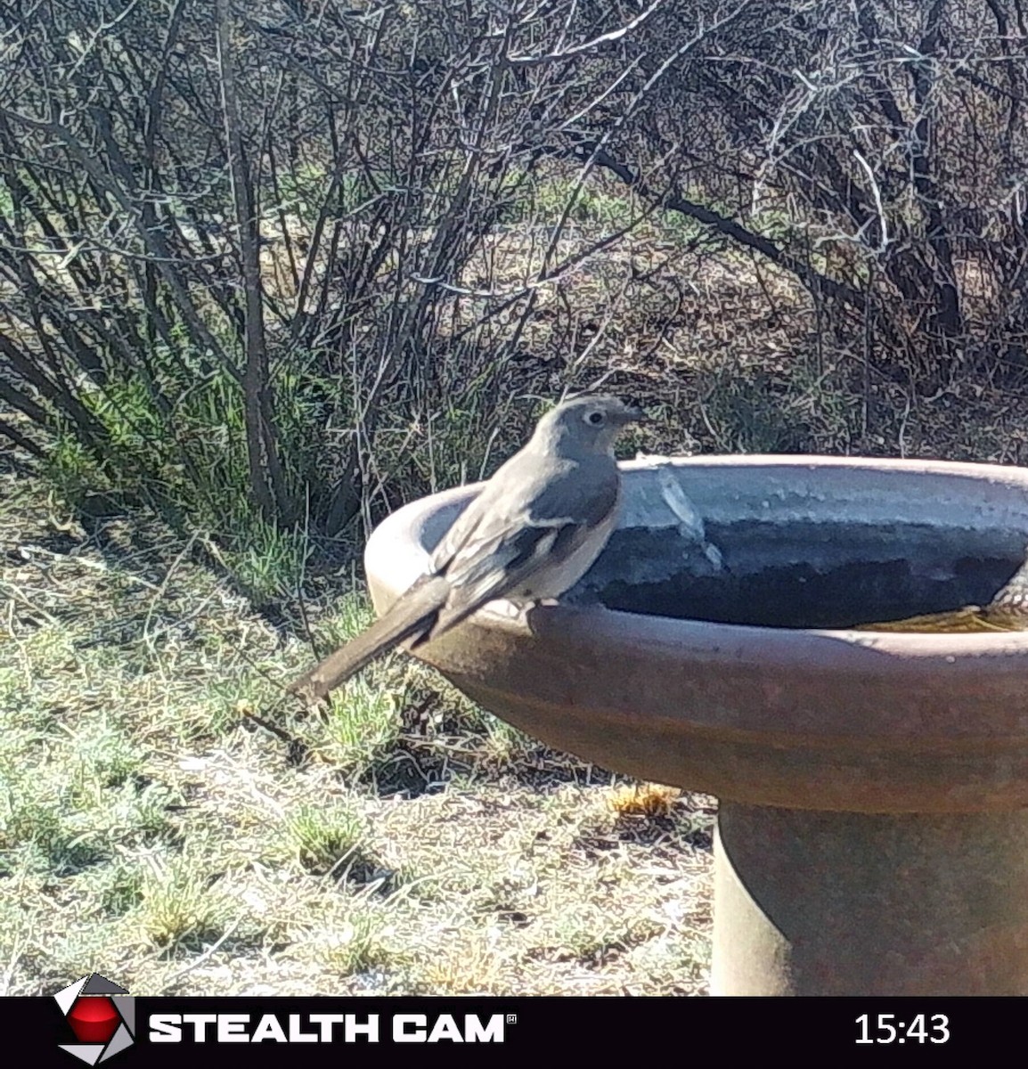 lesňák západní - ML534882201