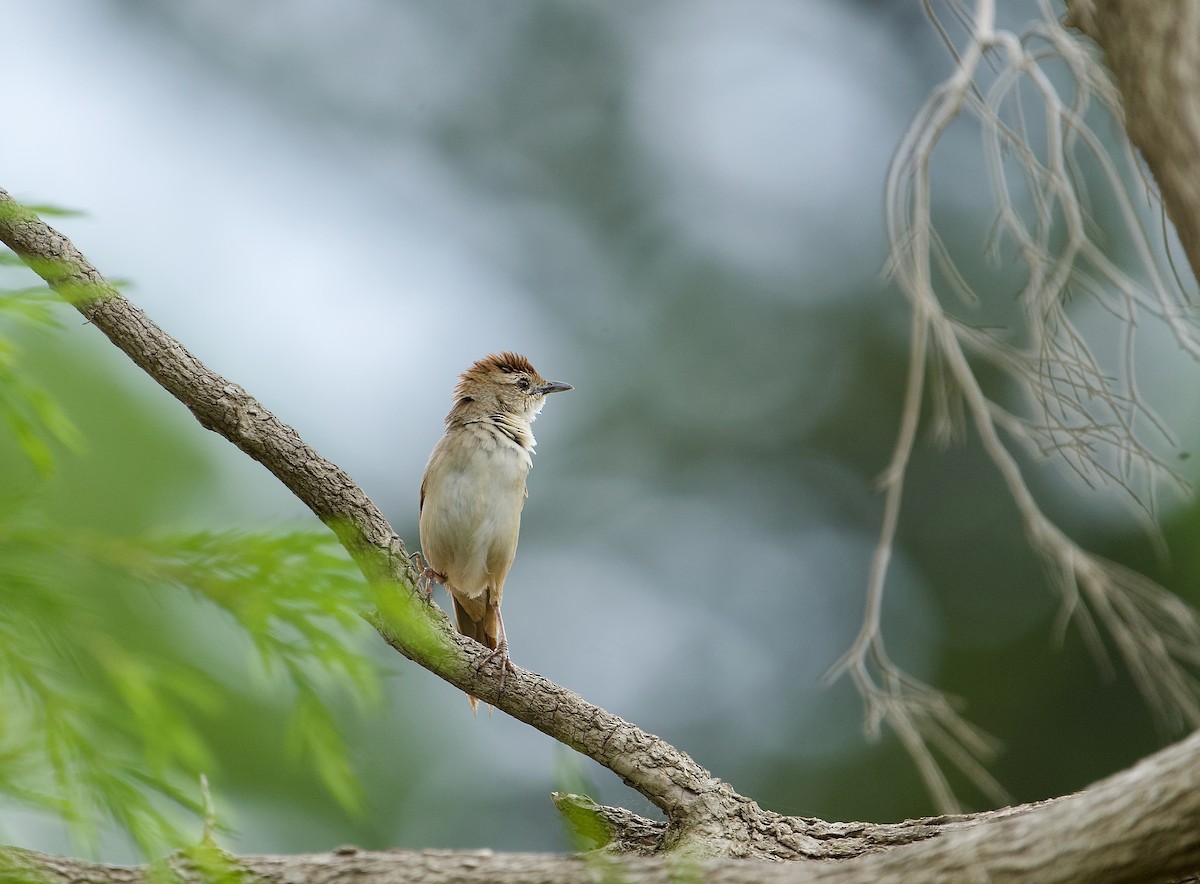 Tawny Grassbird - ML534882741