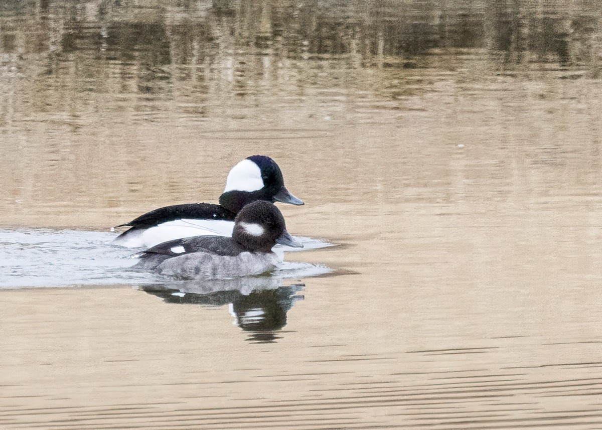 Bufflehead - ML534883501