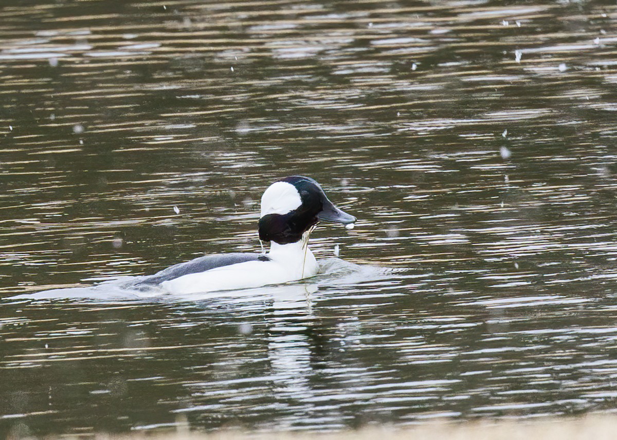 Bufflehead - ML534883541