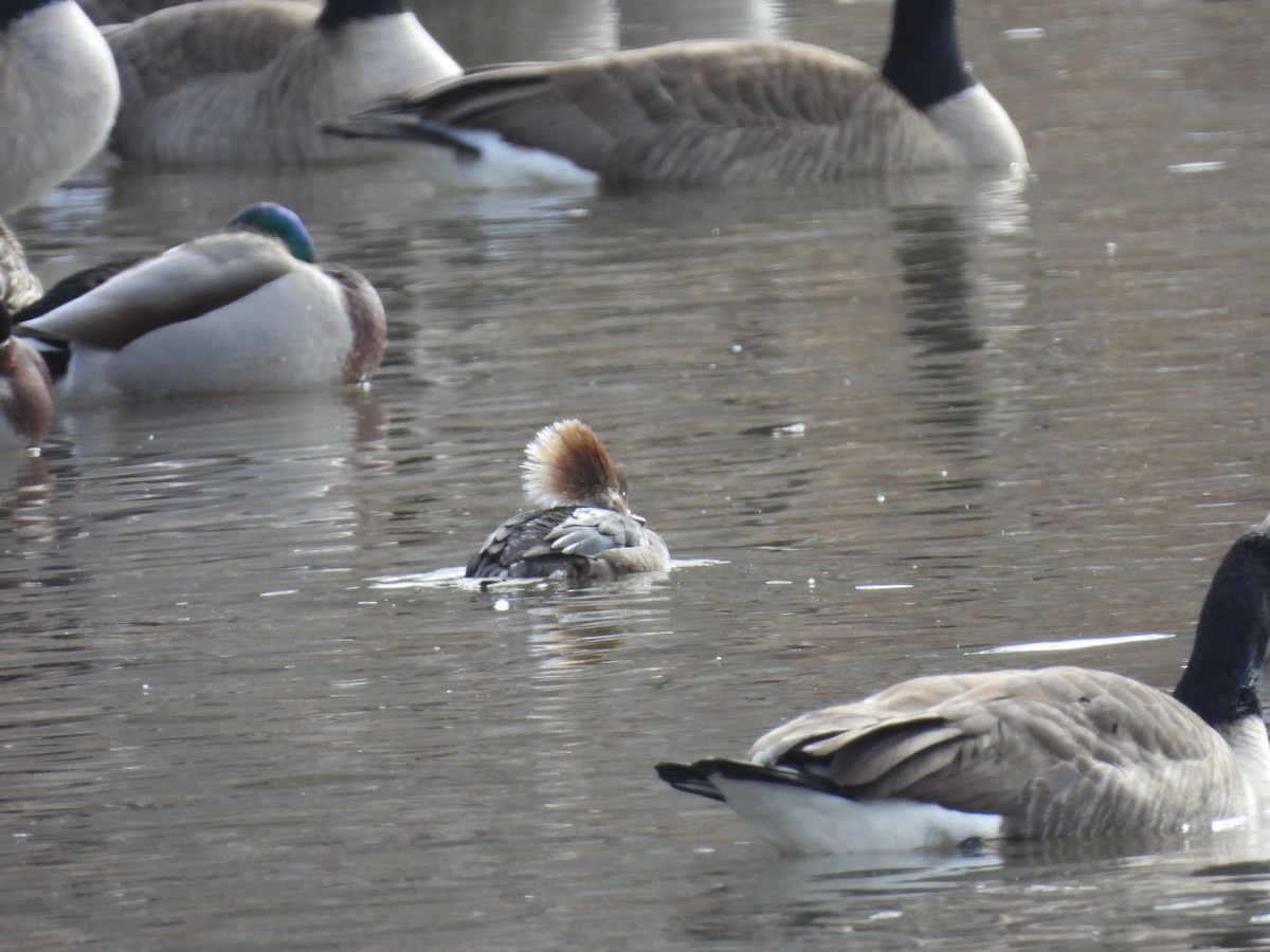 Hooded Merganser - ML534886011