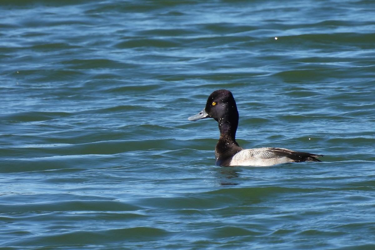 Lesser Scaup - ML534886551