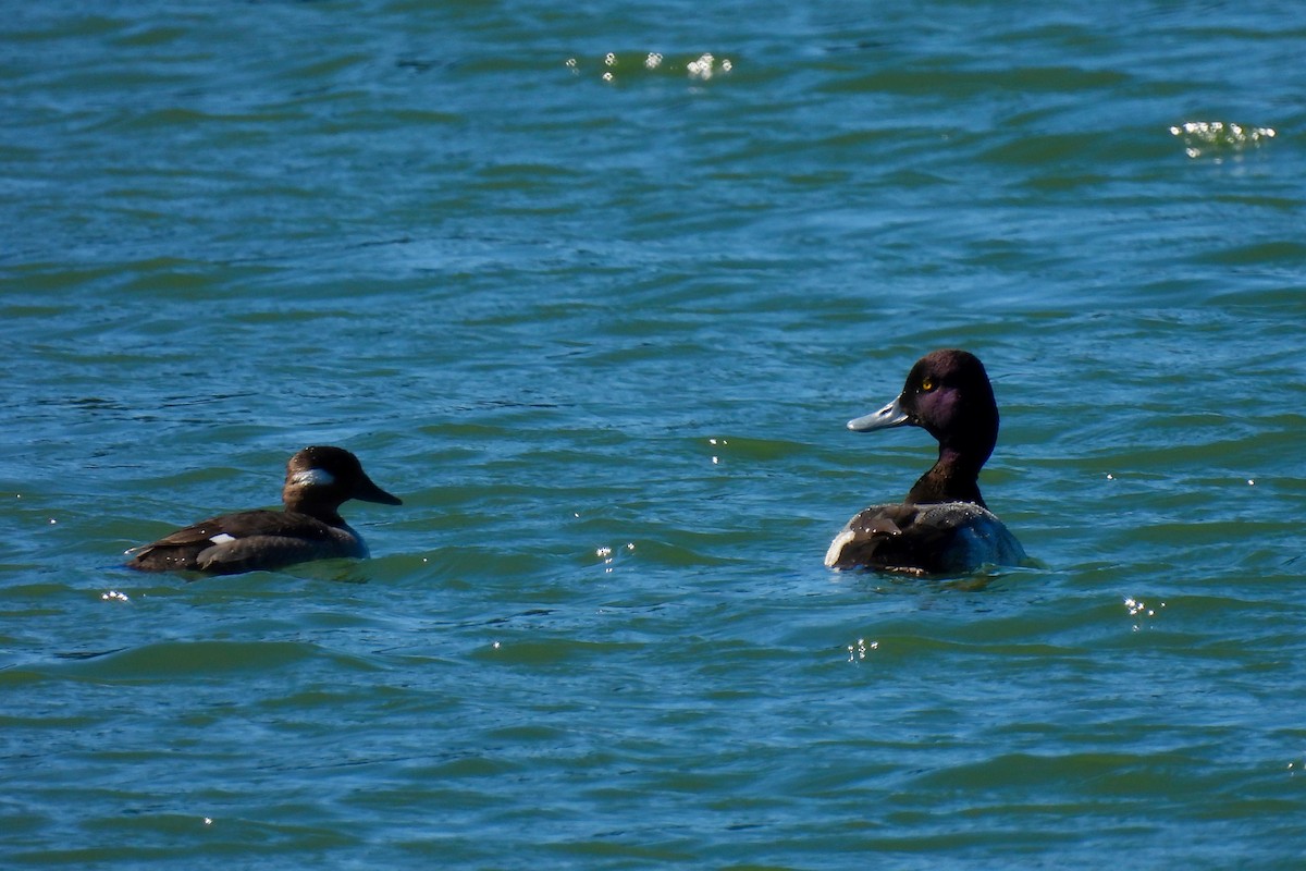 Lesser Scaup - ML534886631