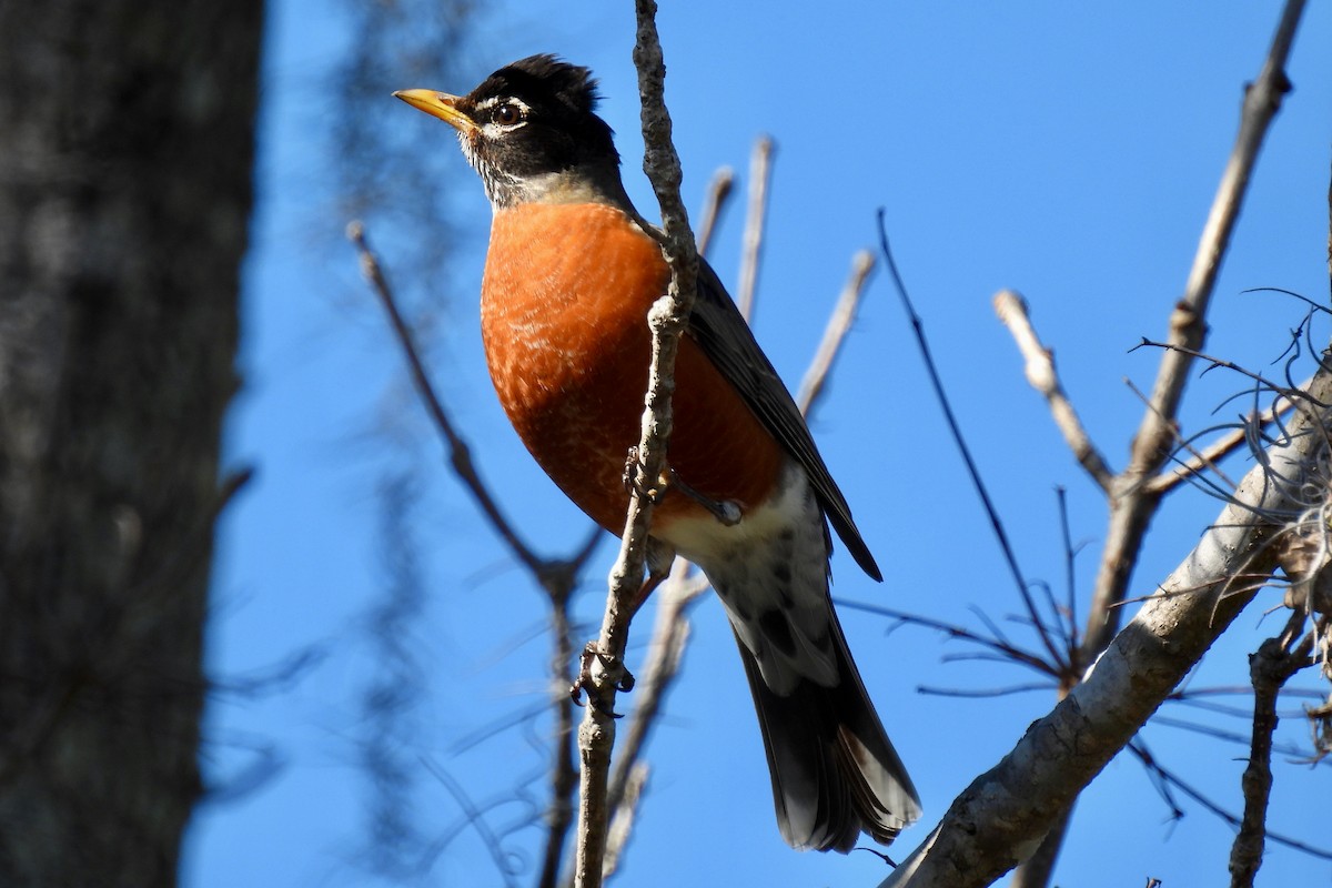 American Robin - ML534887181