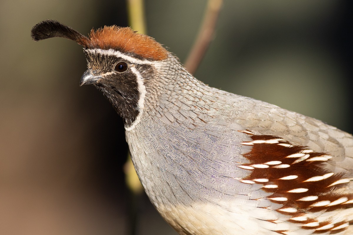 Gambel's Quail - ML534887281