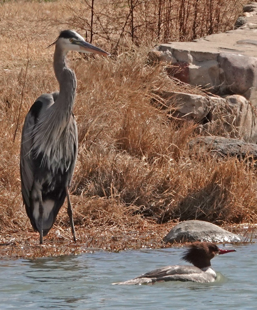 Great Blue Heron - ML534887331