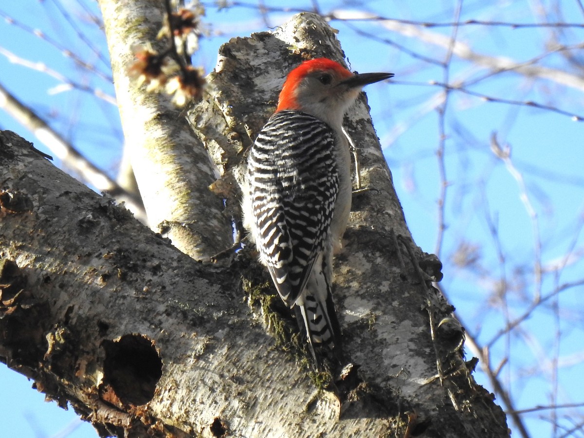 Red-bellied Woodpecker - ML534887511