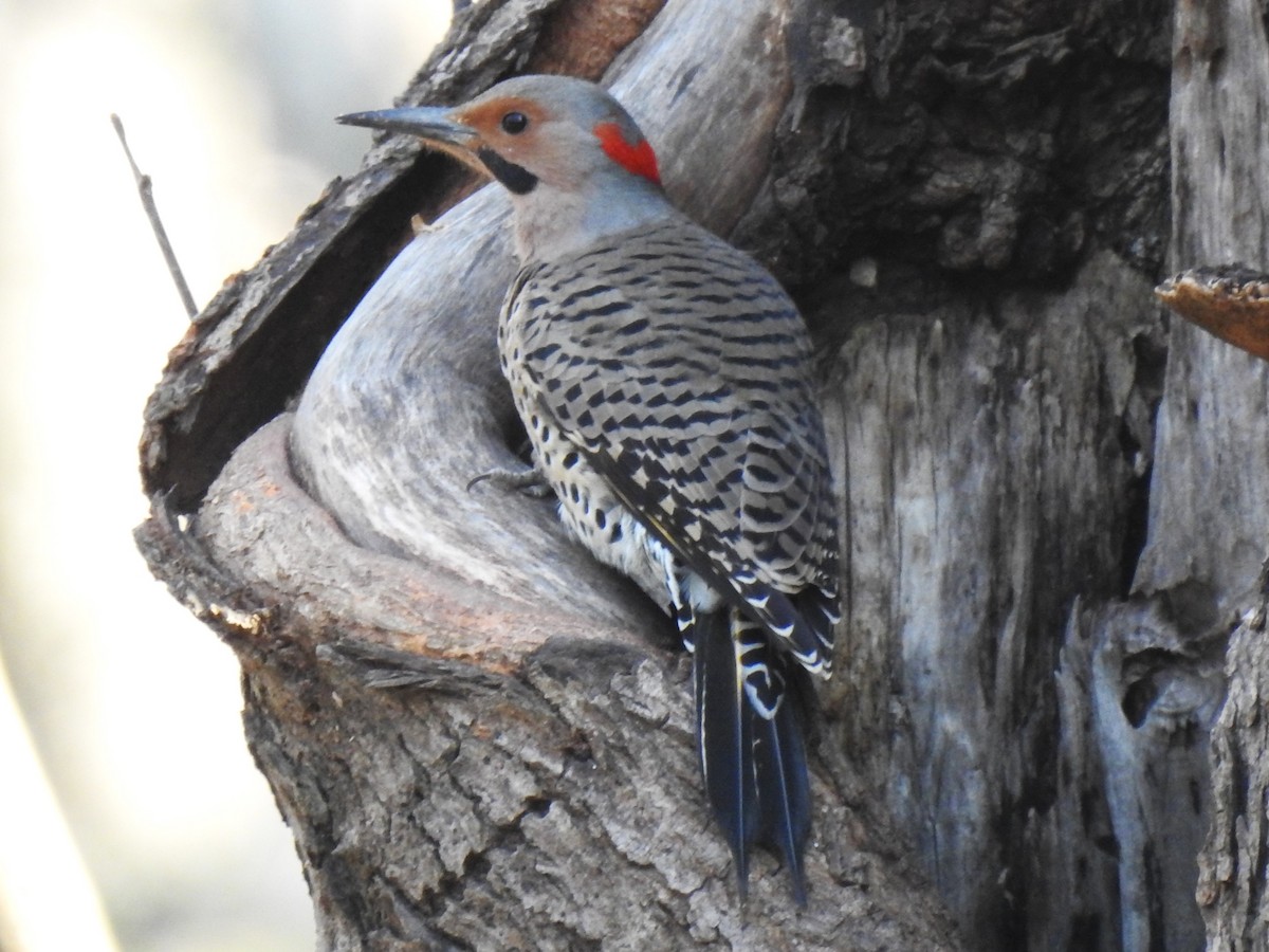 Northern Flicker (Yellow-shafted) - Roger Massey
