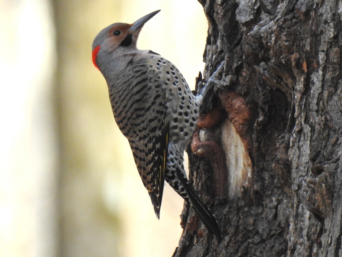 Northern Flicker (Yellow-shafted) - Roger Massey