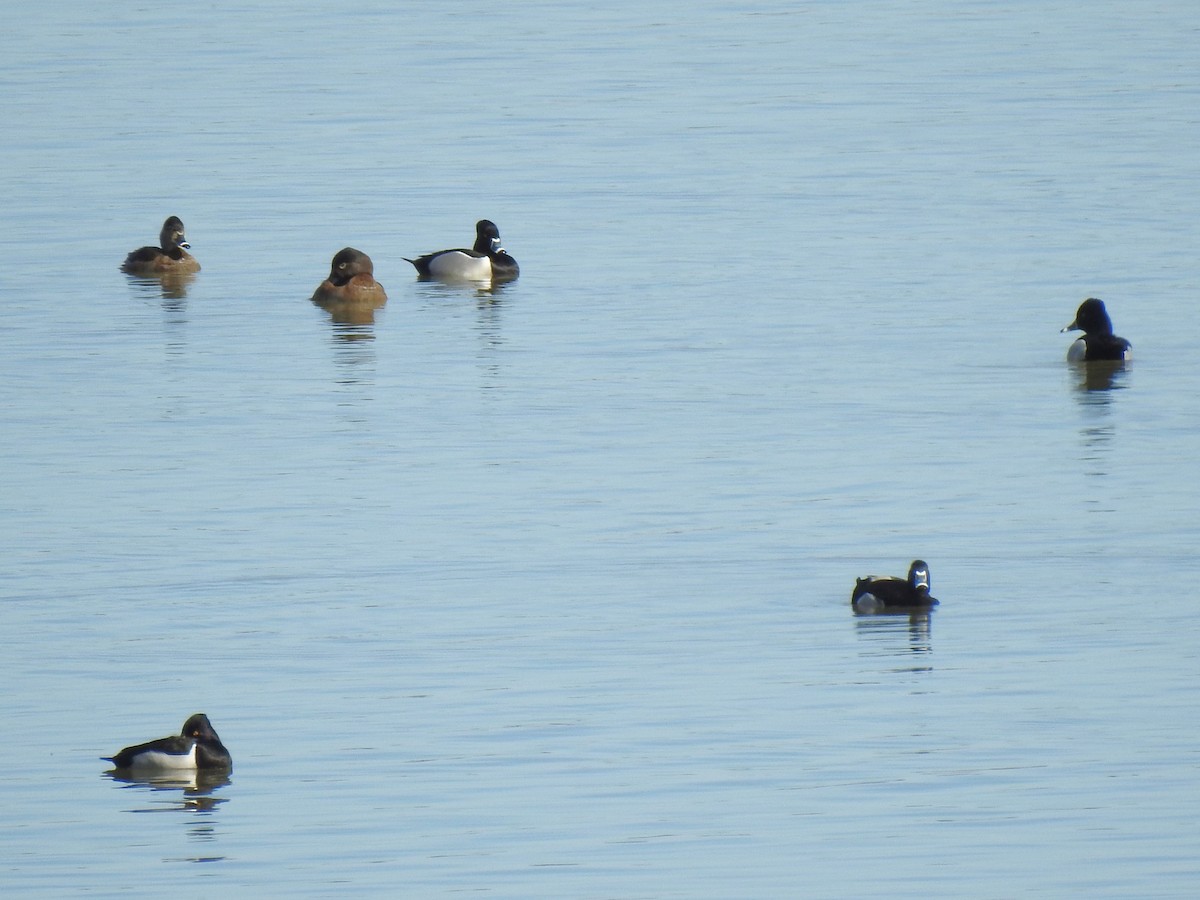 Ring-necked Duck - ML534888681