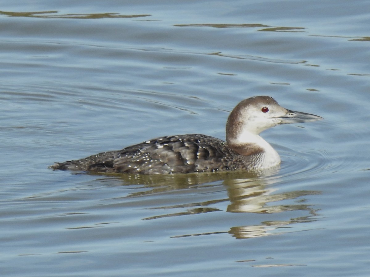 Common Loon - ML534888761