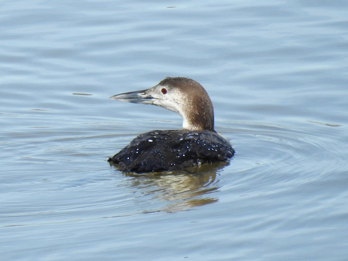 Common Loon - ML534888831