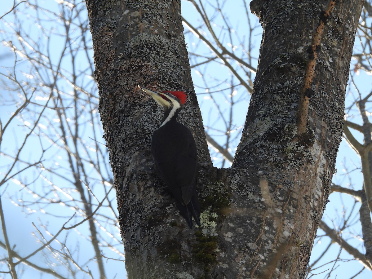 Pileated Woodpecker - ML534889181