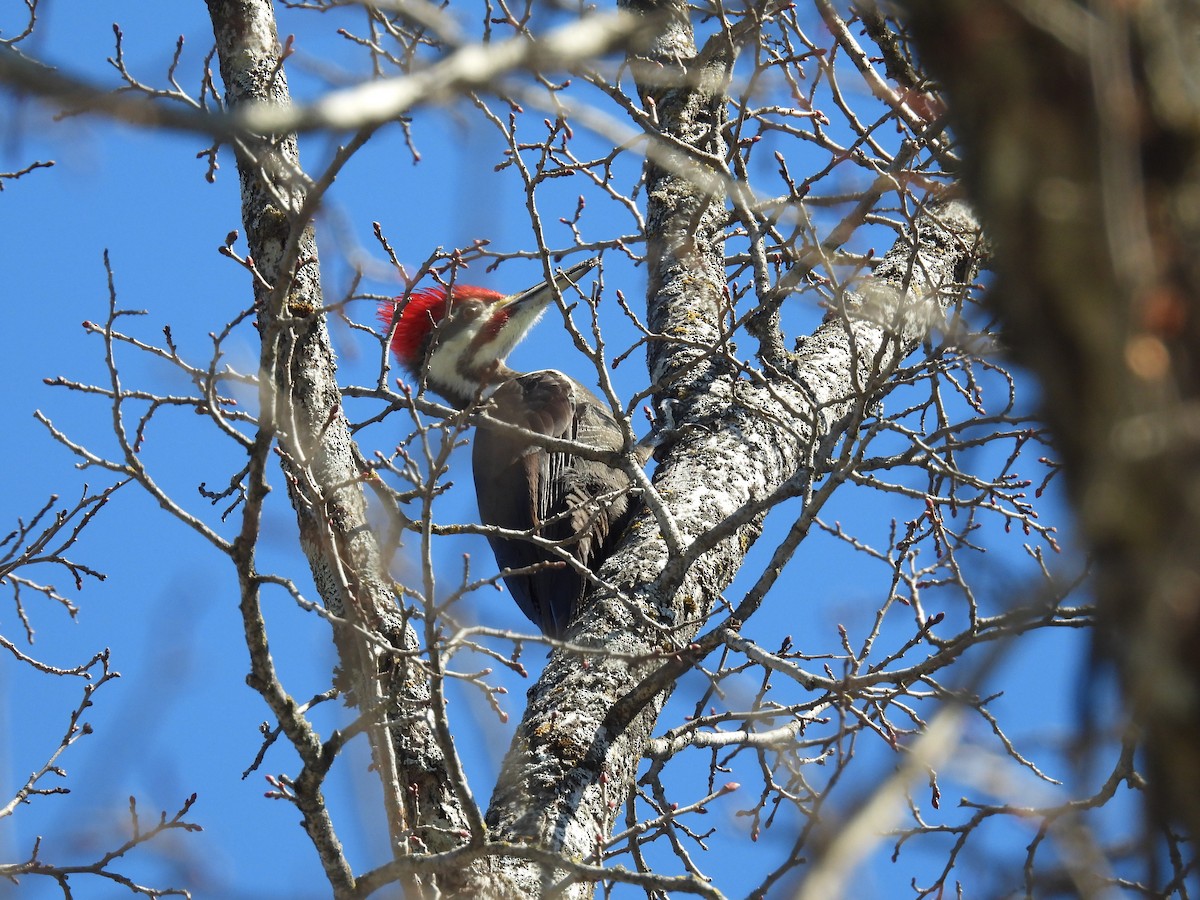 Pileated Woodpecker - ML534889191