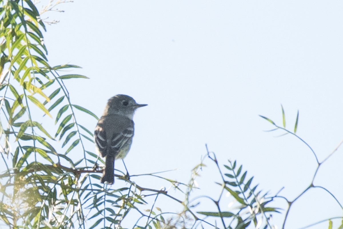 Dusky Flycatcher - ML53488951