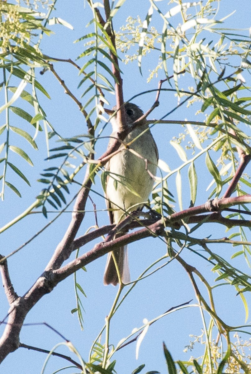 Dusky Flycatcher - ML53488961