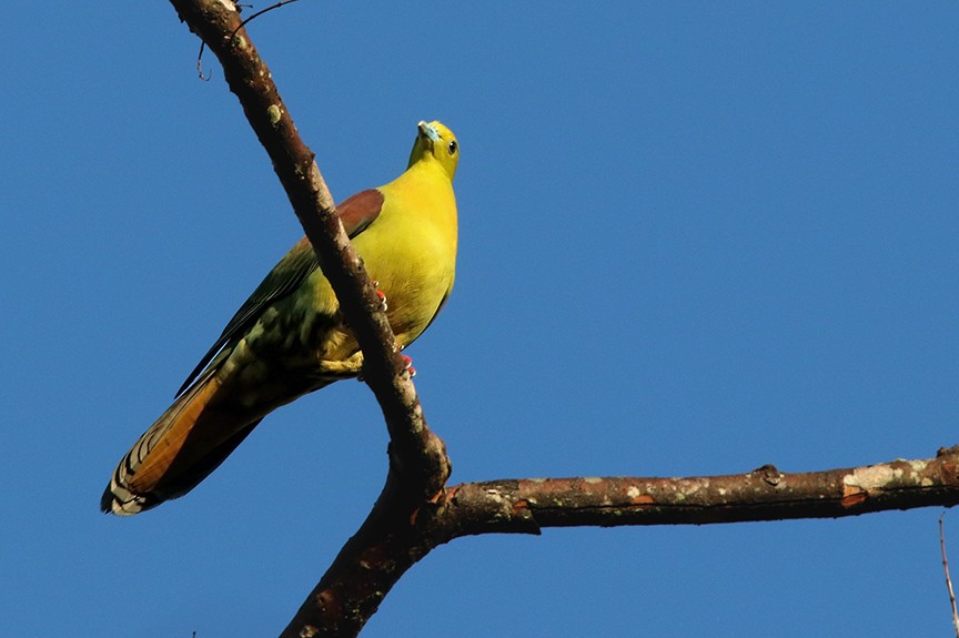 Wedge-tailed Green-Pigeon - Samiran  Jha