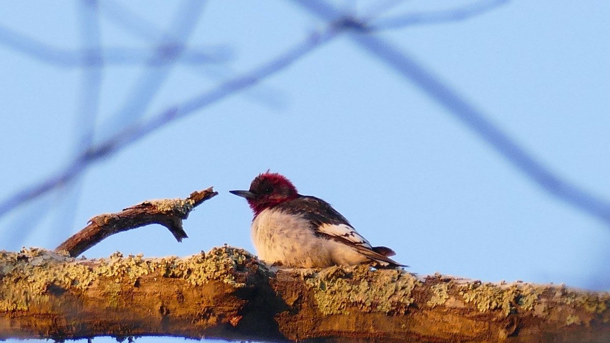 Red-headed Woodpecker - ML534890221