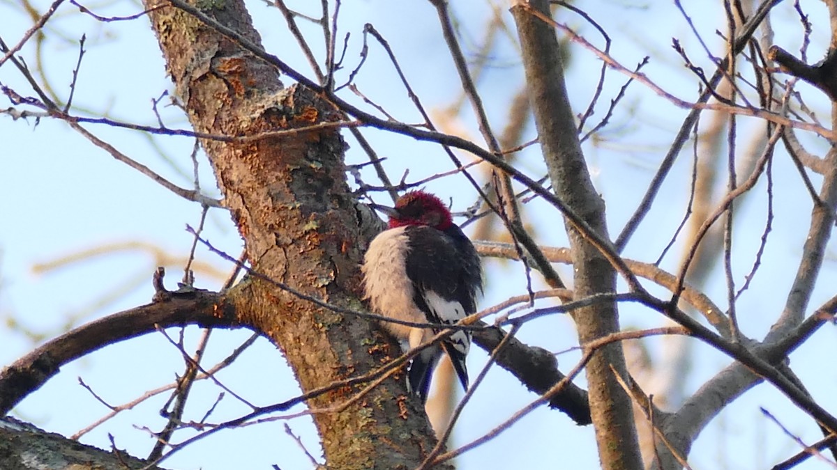 Red-headed Woodpecker - ML534890291