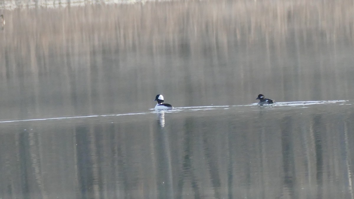 Bufflehead - ML534890421