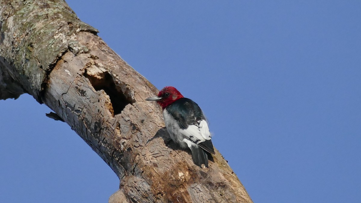 Red-headed Woodpecker - ML534890681