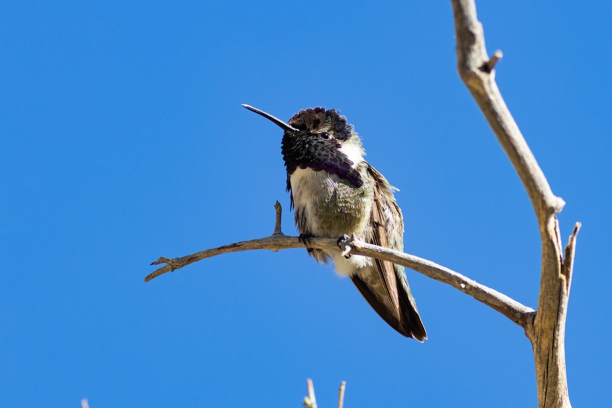 Costa's Hummingbird - ML534890891