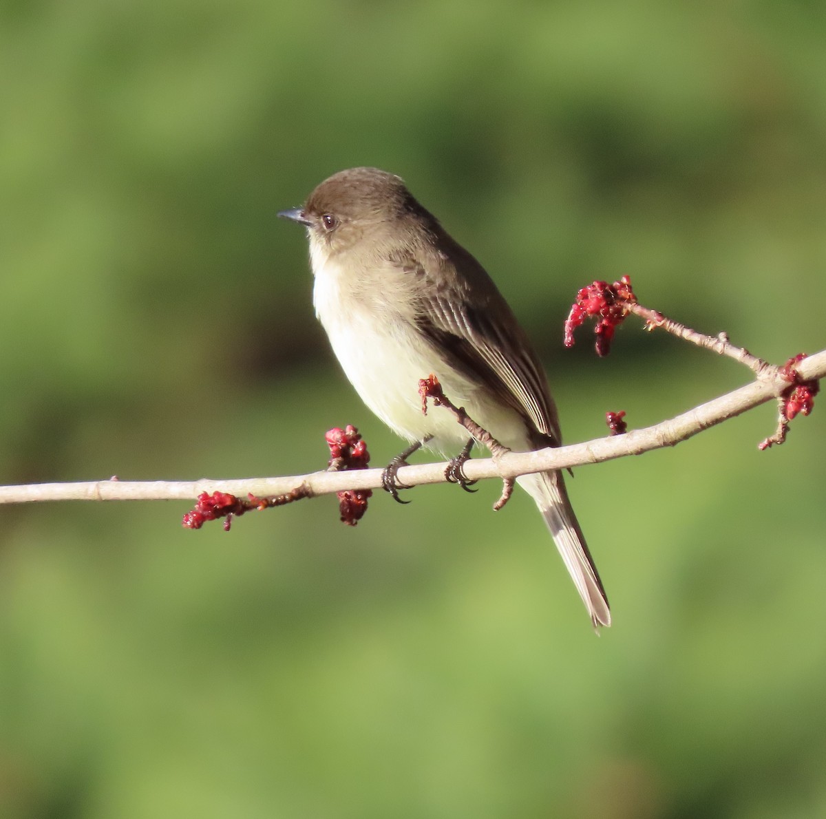 Eastern Phoebe - ML534891111
