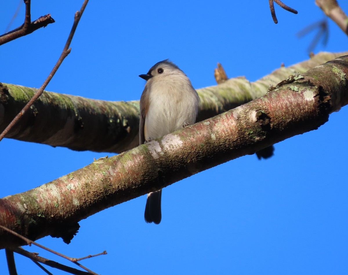 Tufted Titmouse - ML534891201