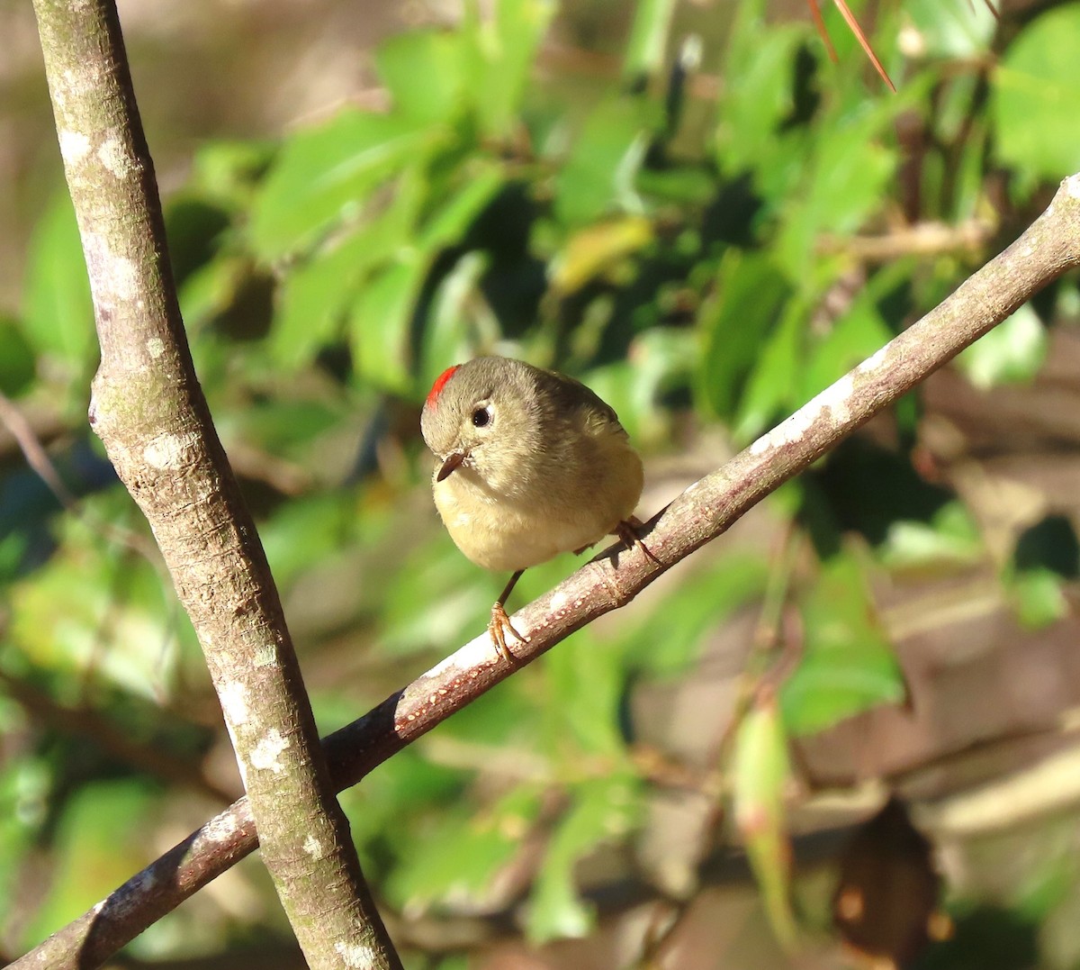 Ruby-crowned Kinglet - ML534891241