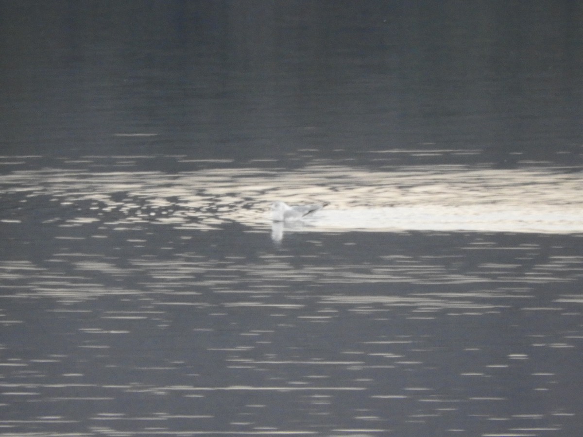 Ring-billed Gull - ML534891951