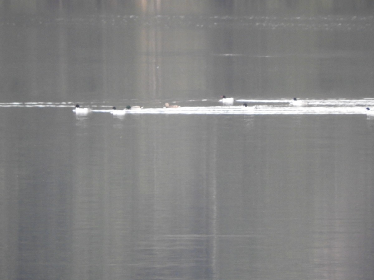 Common Merganser - ML534891961