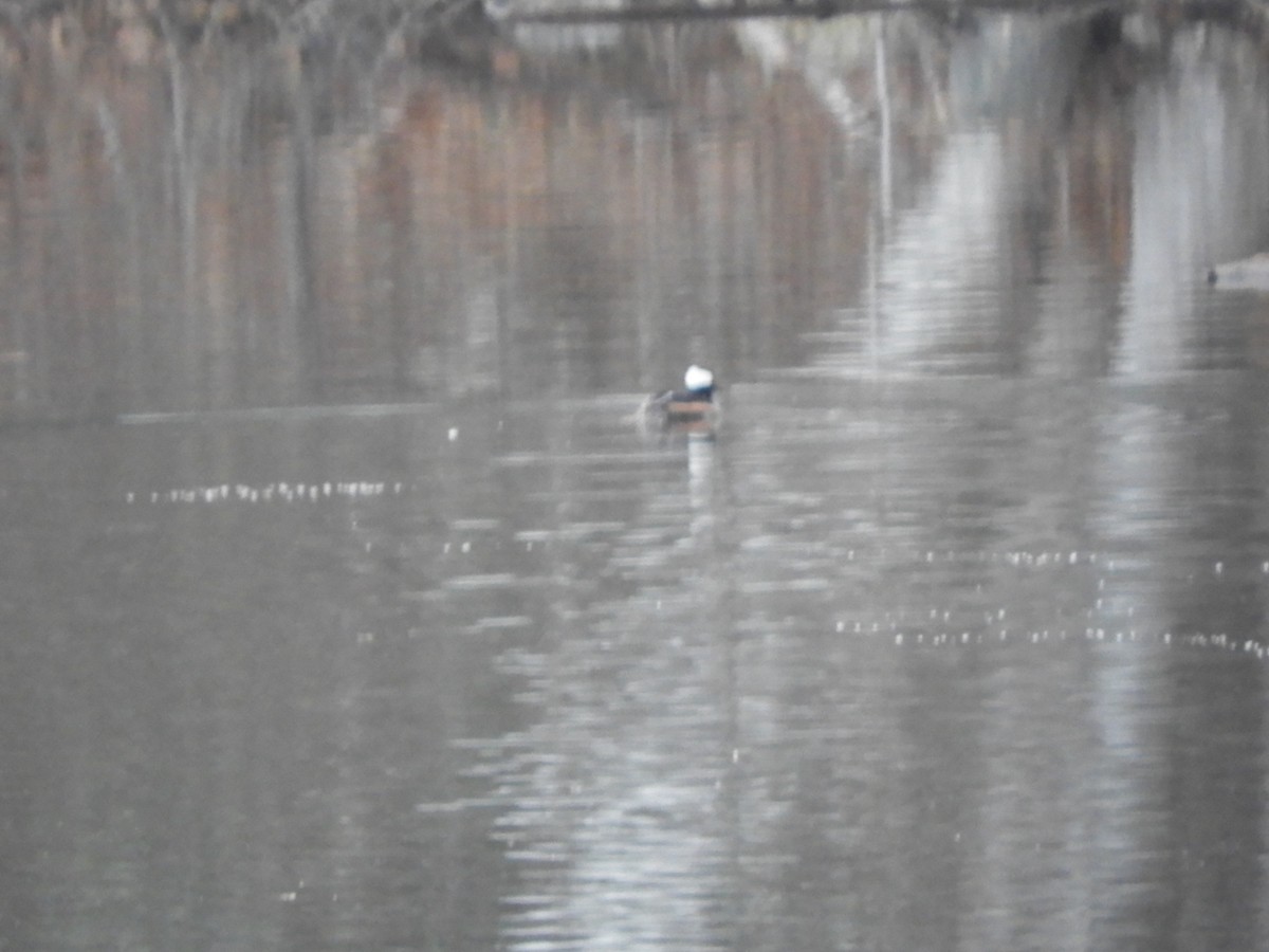 Hooded Merganser - Bianca Beland