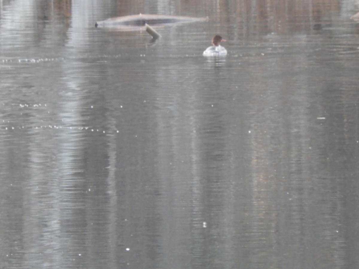 Hooded Merganser - ML534892251