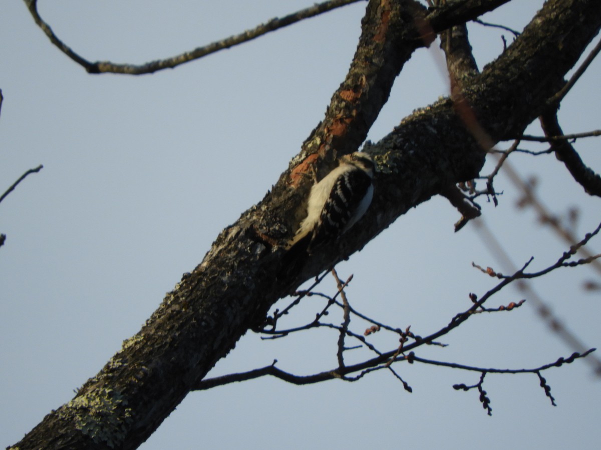 Downy Woodpecker - Bianca Beland