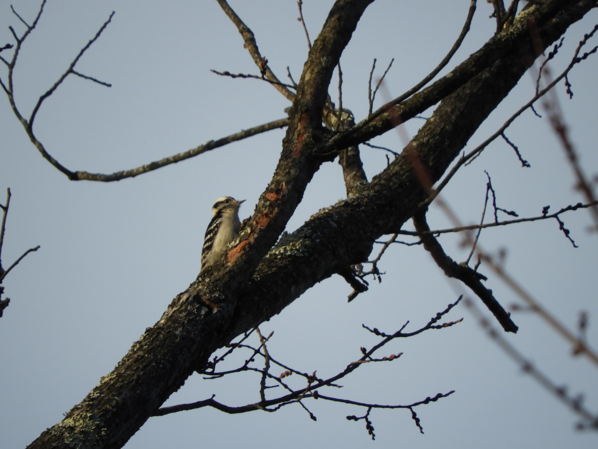 Downy Woodpecker - Bianca Beland