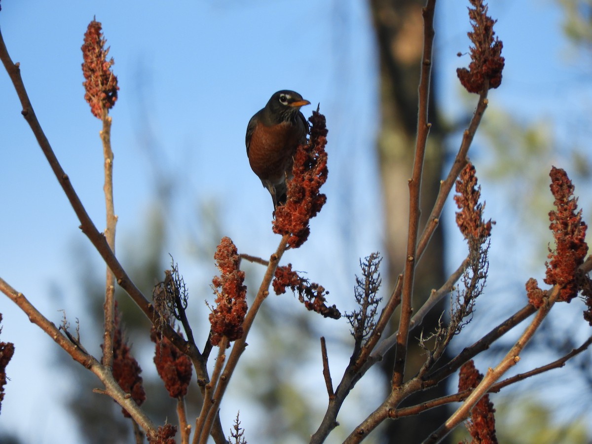 American Robin - Bianca Beland