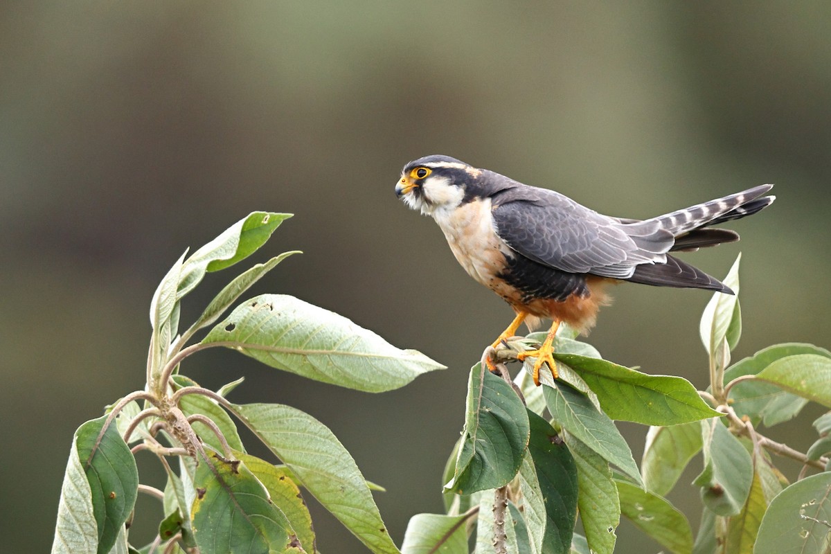 Aplomado Falcon - Sam Zhang