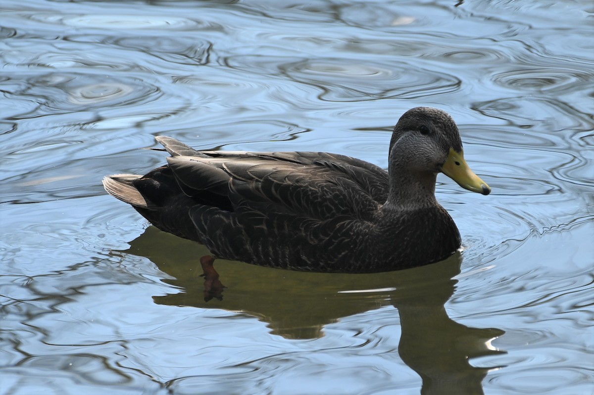 American Black Duck - ML534893871