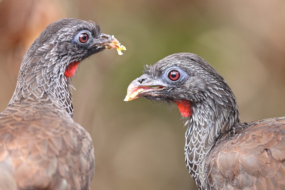 Andean Guan - ML534894161