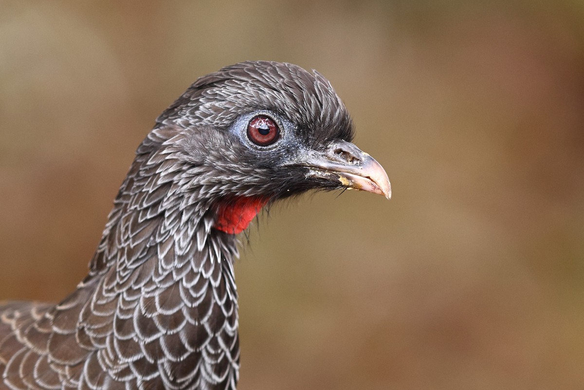 Andean Guan - ML534894181