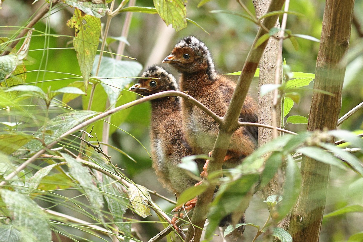 Andean Guan - ML534895921