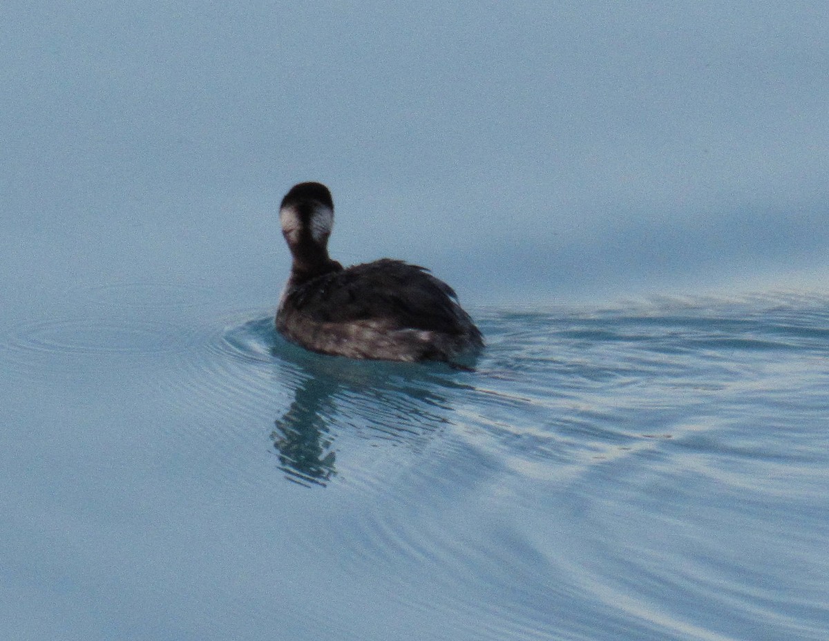 Eared Grebe - ML53489611