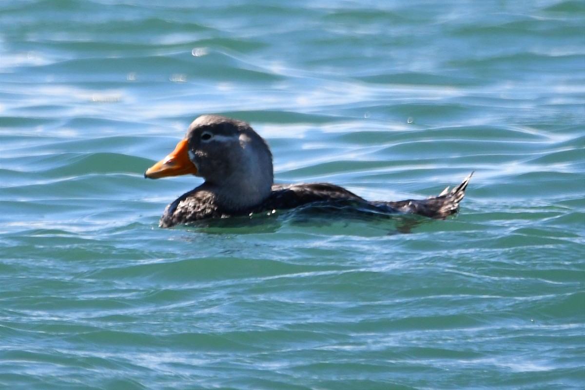 White-headed Steamer-Duck - ML534897821