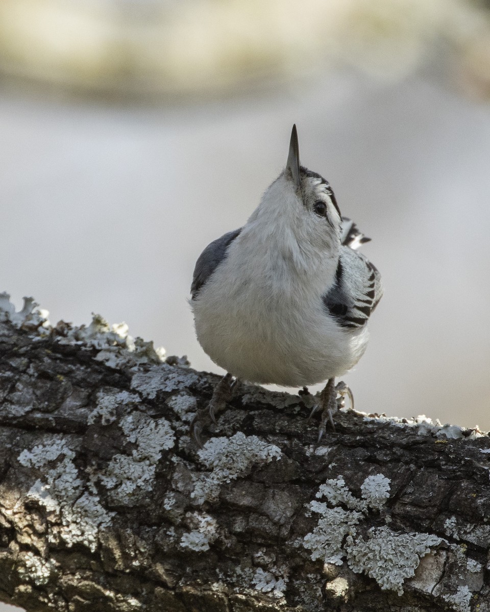 White-breasted Nuthatch - ML534898861