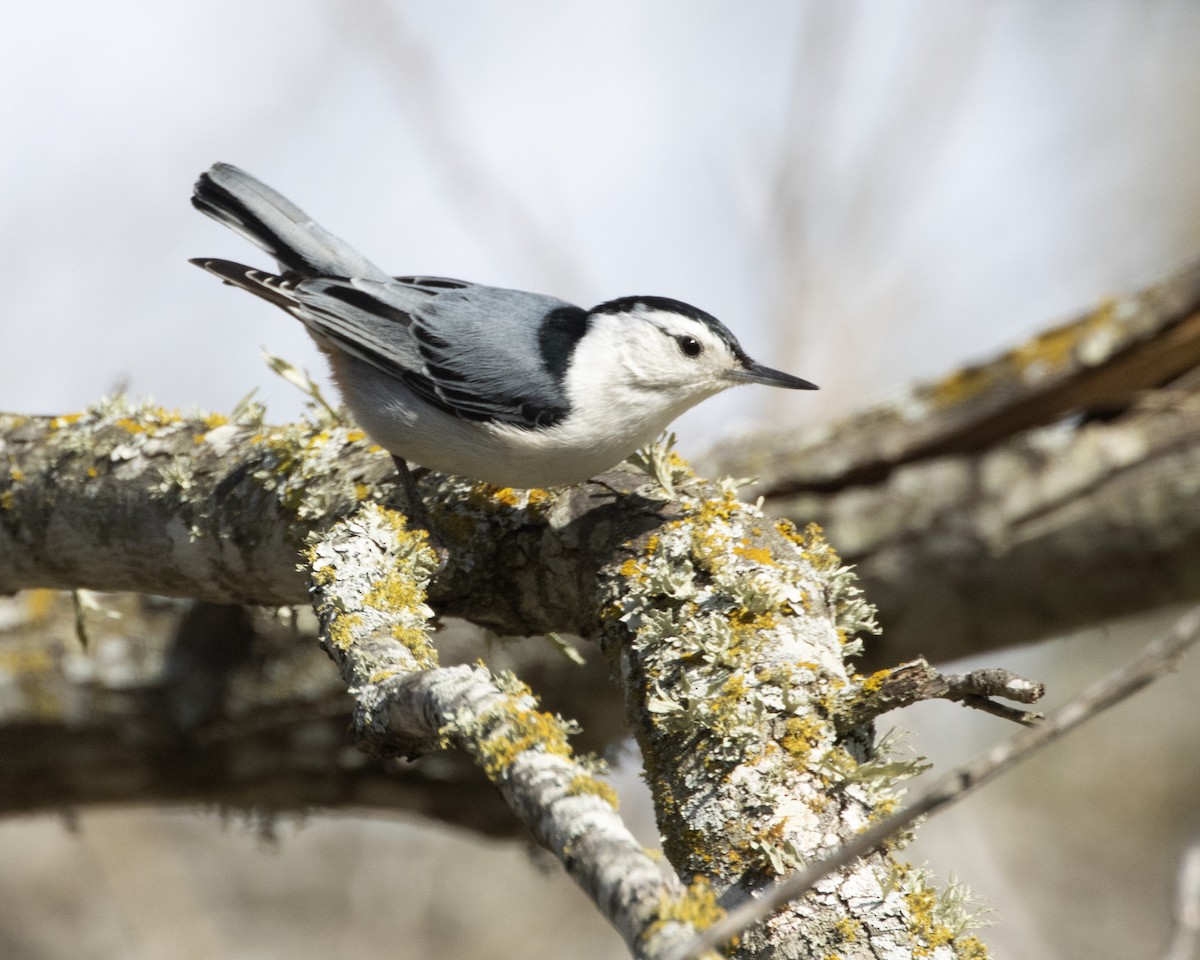 White-breasted Nuthatch - ML534898871