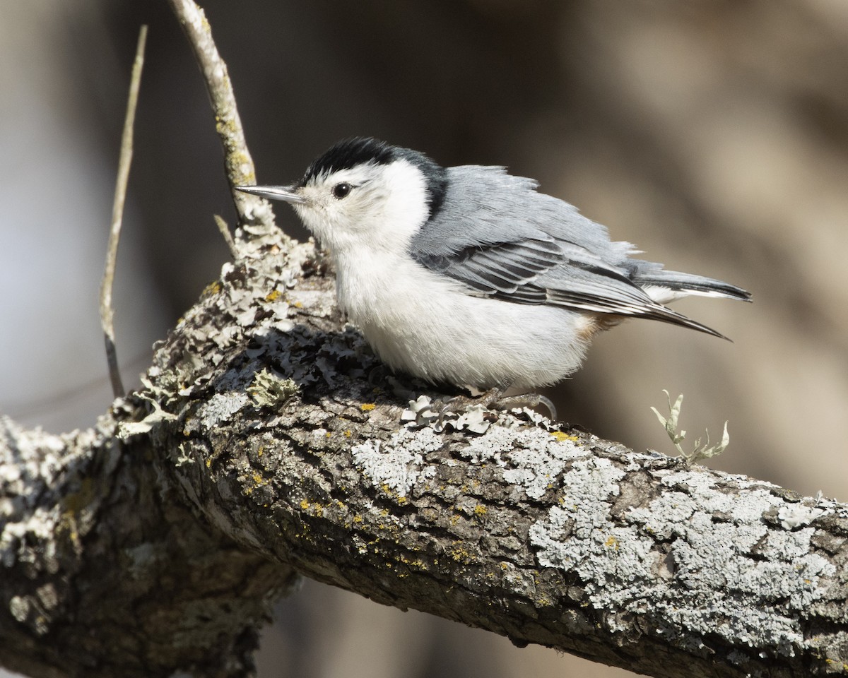 White-breasted Nuthatch - ML534898881